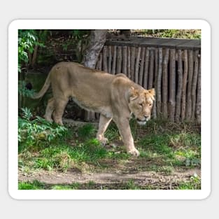 Lioness at the zoo Sticker